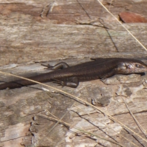 Pseudemoia entrecasteauxii at Cotter River, ACT - 23 Oct 2018