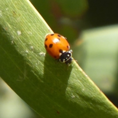 Hippodamia variegata (Spotted Amber Ladybird) at Cotter River, ACT - 23 Oct 2018 by Christine