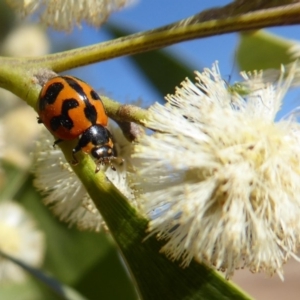 Coccinella transversalis at Cotter River, ACT - 23 Oct 2018 04:07 PM