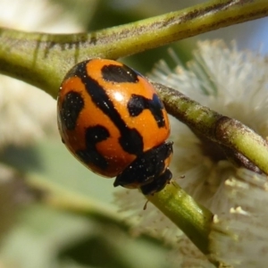 Coccinella transversalis at Cotter River, ACT - 23 Oct 2018 04:07 PM