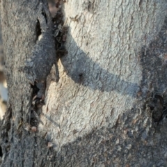 Papyrius nitidus at Symonston, ACT - suppressed