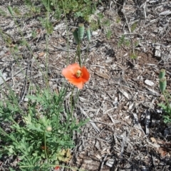 Papaver dubium (Longhead Poppy) at Symonston, ACT - 23 Oct 2018 by Mike