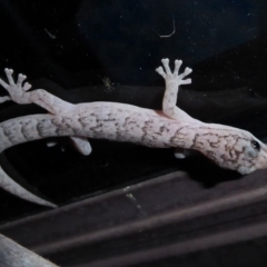 Christinus marmoratus (Southern Marbled Gecko) at Flynn, ACT - 23 Oct 2018 by Christine