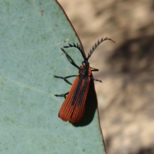 Trichalus sp. (genus) at Cotter River, ACT - 23 Oct 2018