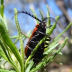 Trichalus sp. (genus) at Cotter River, ACT - 23 Oct 2018