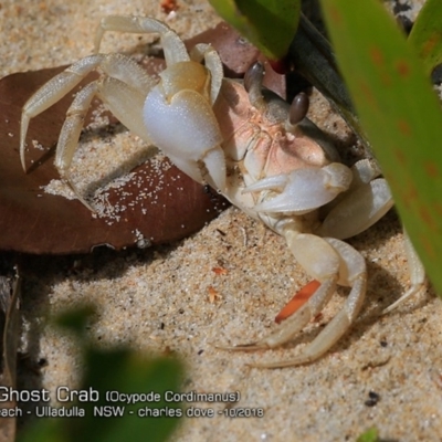 Ocypode cordimana (Smooth-Handed Ghost Crab) at Undefined - 10 Oct 2018 by CharlesDove