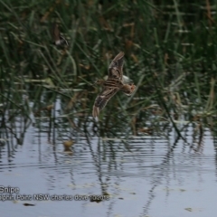 Gallinago hardwickii (Latham's Snipe) at Burrill Lake, NSW - 13 Oct 2018 by Charles Dove