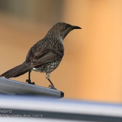Anthochaera chrysoptera (Little Wattlebird) at Burrill Lake, NSW - 14 Oct 2018 by CharlesDove