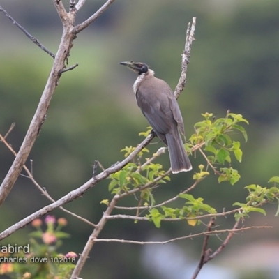 Philemon corniculatus (Noisy Friarbird) at Undefined - 14 Oct 2018 by Charles Dove