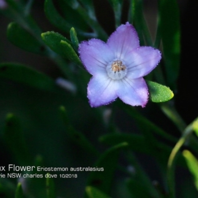 Eriostemon australasius (Pink Wax Flower) at Lake Tabourie, NSW - 12 Oct 2018 by CharlesDove