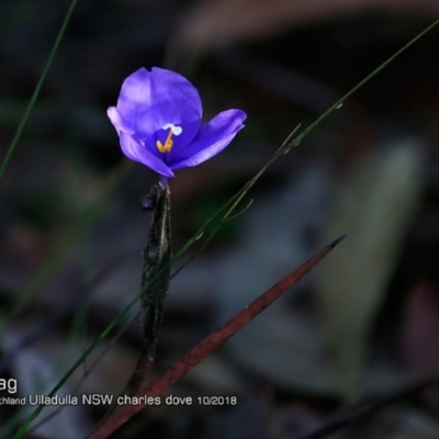 Patersonia sericea var. sericea (Silky Purple-flag) at South Pacific Heathland Reserve - 14 Oct 2018 by Charles Dove