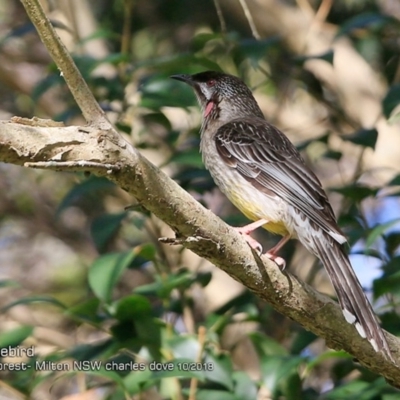 Anthochaera carunculata (Red Wattlebird) at - 13 Oct 2018 by Charles Dove