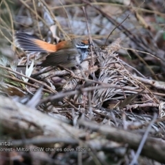 Rhipidura rufifrons (Rufous Fantail) at  - 14 Oct 2018 by CharlesDove