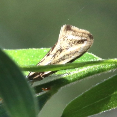 Thema macroscia (A concealer moth) at Ainslie, ACT - 22 Oct 2018 by jb2602