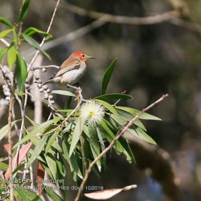 Myzomela sanguinolenta (Scarlet Honeyeater) at - 13 Oct 2018 by Charles Dove