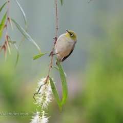 Zosterops lateralis (Silvereye) at Undefined - 15 Oct 2018 by CharlesDove