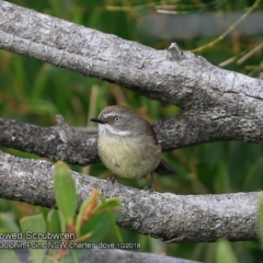 Sericornis frontalis (White-browed Scrubwren) at Burrill Lake, NSW - 14 Oct 2018 by CharlesDove