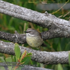 Sericornis frontalis (White-browed Scrubwren) at Burrill Lake, NSW - 13 Oct 2018 by CharlesDove