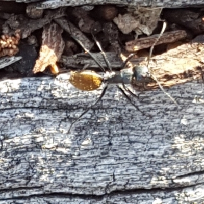 Camponotus sp. (genus) (A sugar ant) at Symonston, ACT - 23 Oct 2018 by Mike