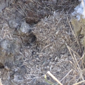 Papyrius nitidus at Paddys River, ACT - suppressed