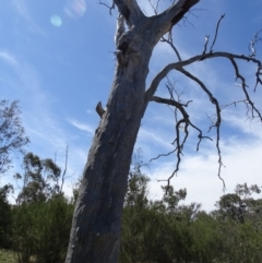Papyrius nitidus at Paddys River, ACT - suppressed