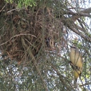 Acanthiza chrysorrhoa at Fadden, ACT - 22 Oct 2018