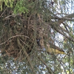 Acanthiza chrysorrhoa at Fadden, ACT - 22 Oct 2018