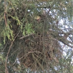 Acanthiza chrysorrhoa at Fadden, ACT - 22 Oct 2018