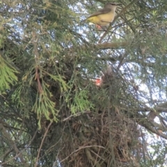 Acanthiza chrysorrhoa at Fadden, ACT - 22 Oct 2018