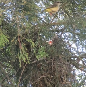 Acanthiza chrysorrhoa at Fadden, ACT - 22 Oct 2018