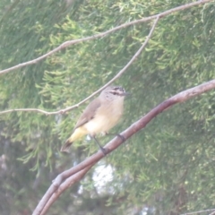 Acanthiza chrysorrhoa at Fadden, ACT - 22 Oct 2018