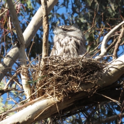 Podargus strigoides (Tawny Frogmouth) at Garran, ACT - 22 Oct 2018 by RobParnell