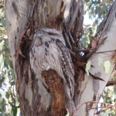 Podargus strigoides (Tawny Frogmouth) at Garran, ACT - 22 Oct 2018 by RobParnell