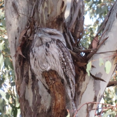 Podargus strigoides (Tawny Frogmouth) at Garran, ACT - 22 Oct 2018 by RobParnell