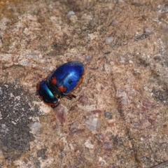 Scutiphora pedicellata (Metallic Jewel Bug) at Urambi Hills - 23 Oct 2018 by roymcd