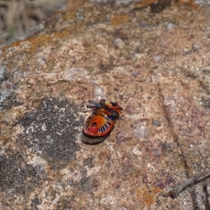 Scutiphora pedicellata at Urambi Hills - 23 Oct 2018 10:09 AM