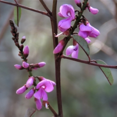 Indigofera australis subsp. australis (Australian Indigo) at Fadden, ACT - 22 Oct 2018 by KumikoCallaway