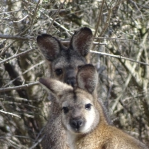 Notamacropus rufogriseus at Urambi Hills - 23 Oct 2018