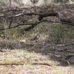 Cormobates leucophaea (White-throated Treecreeper) at Hackett, ACT - 23 Oct 2018 by petersan