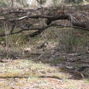 Cormobates leucophaea at Hackett, ACT - 24 Oct 2018