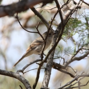 Pachycephala pectoralis at Hackett, ACT - 24 Oct 2018