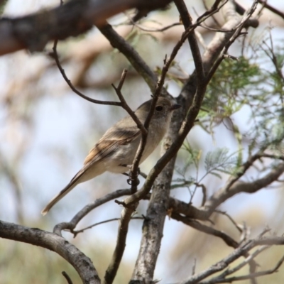 Pachycephala pectoralis (Golden Whistler) at Hackett, ACT - 24 Oct 2018 by petersan