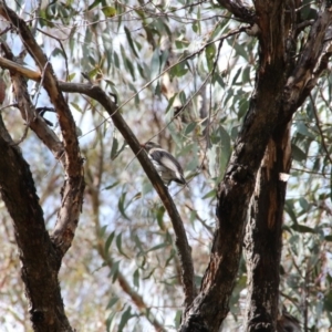 Oriolus sagittatus at Hackett, ACT - 24 Oct 2018