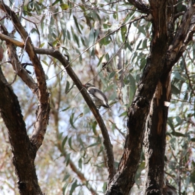 Oriolus sagittatus (Olive-backed Oriole) at Hackett, ACT - 24 Oct 2018 by petersan