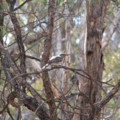 Oriolus sagittatus at Hackett, ACT - 24 Oct 2018