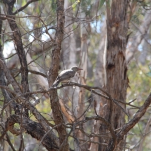 Oriolus sagittatus at Hackett, ACT - 24 Oct 2018