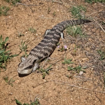 Tiliqua scincoides scincoides (Eastern Blue-tongue) at Banks, ACT - 22 Oct 2018 by UserfaKgHkxs