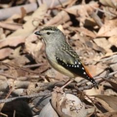 Pardalotus punctatus (Spotted Pardalote) at Paddys River, ACT - 13 Sep 2018 by leithallb