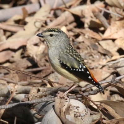 Pardalotus punctatus (Spotted Pardalote) at Paddys River, ACT - 13 Sep 2018 by leithallb