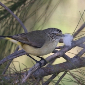 Acanthiza chrysorrhoa at Fyshwick, ACT - 10 Sep 2018